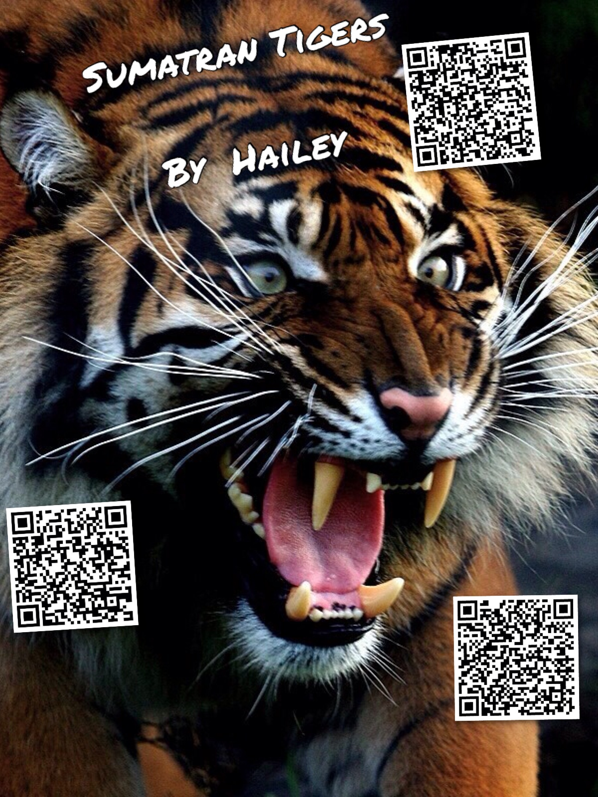 SumatranTigerPoster3_MsJordanReads